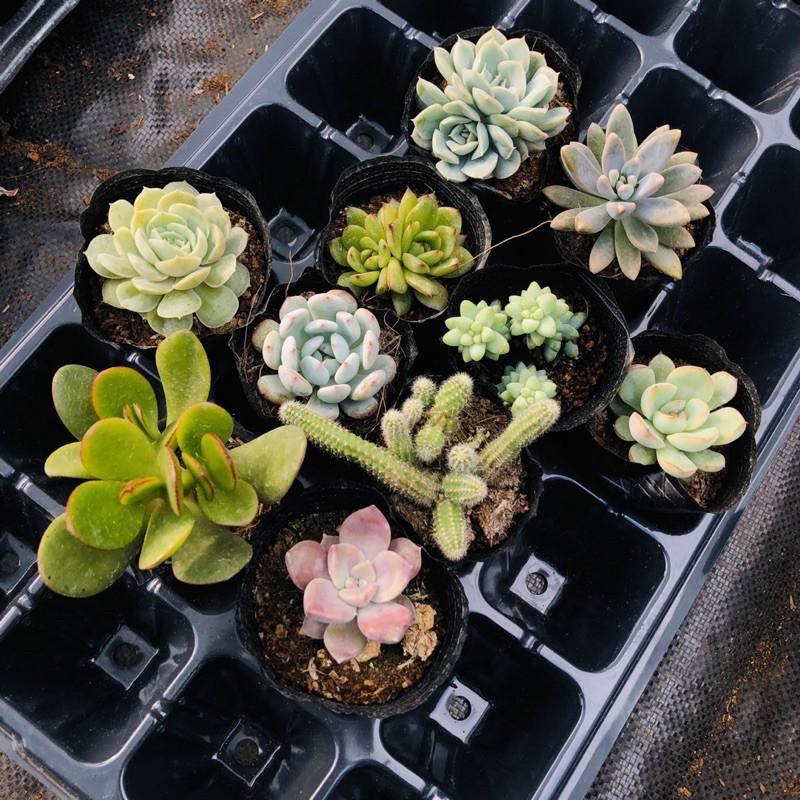 105k ComBo 10 cây 10 loại sen đá