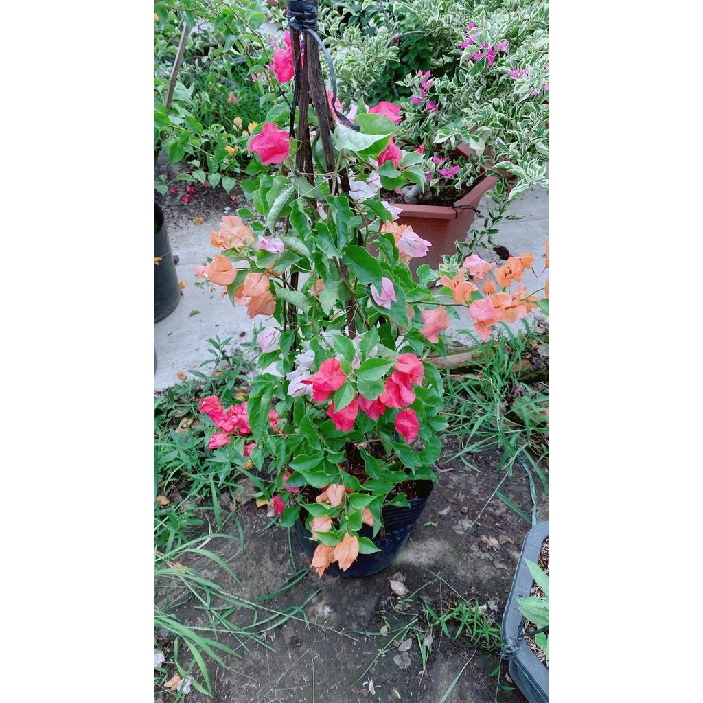 Cây Hoa Giấy 3 Màu