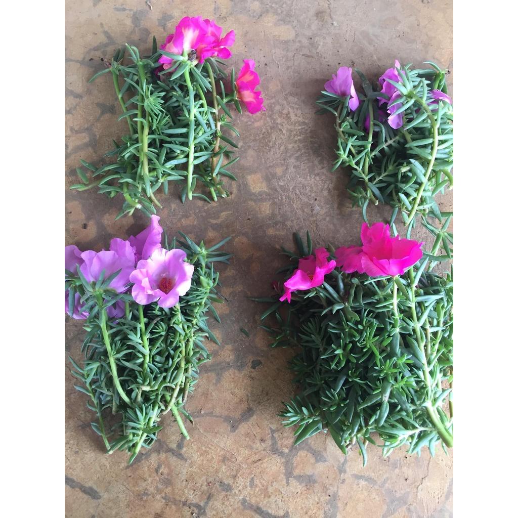 1 Ký Cành Giống Hoa Mười Giờ MỸ ĐƠN Hoa To Nở Cả Ngày Cành Tơ Siêu Khỏe GIA DỤNG THÔNG MINH PKM