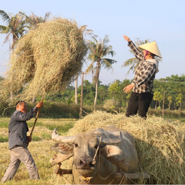 Dụng Cụ Gẩy Rơm Cò Neo, Nỉa Rơm,Cây Móc Rơm 2 Răng Tiện Lợi , Siêu Cứng
