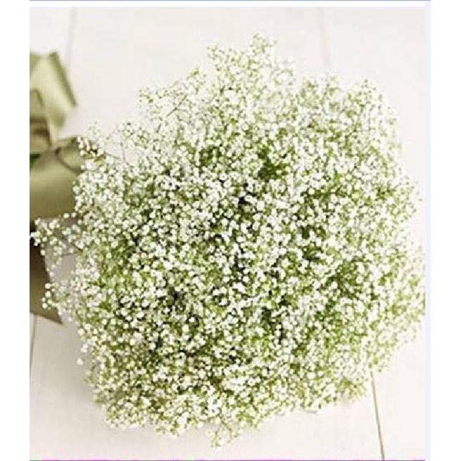 Hạt Giống Hoa Baby Hoa Trắng KNS3636 - Gói 50 hạt