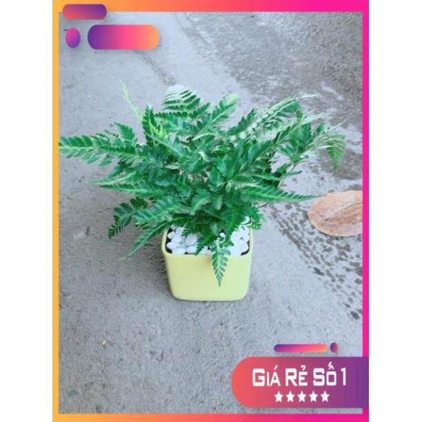 Chậu Cây Dương Sỉ Kiểng