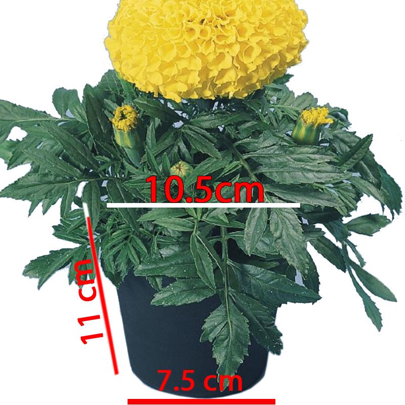 200 Chậu trồng cây C5 KT 10.5x11x7.5cm nhựa pe dẻo bền -0277202