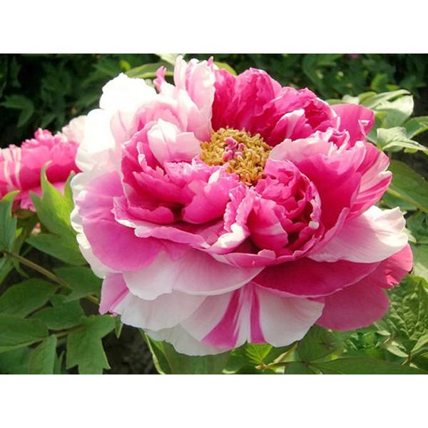 Hạt Giống Hoa Mẫu Đơn Mix - Peony Seeds Mix