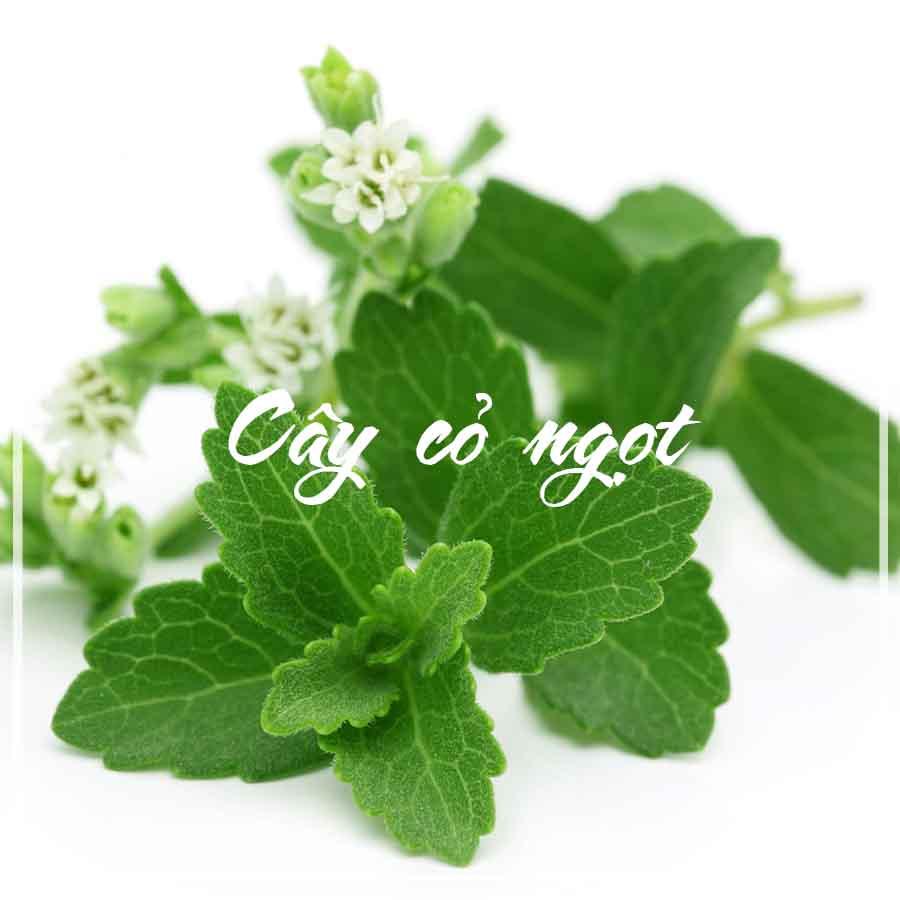 1kg Cây Cỏ Ngọt khô sạch (lá + cành)