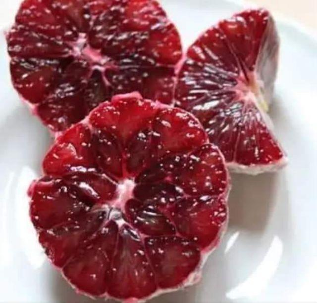 CÂY GIỐNG CHANH ĐỎ