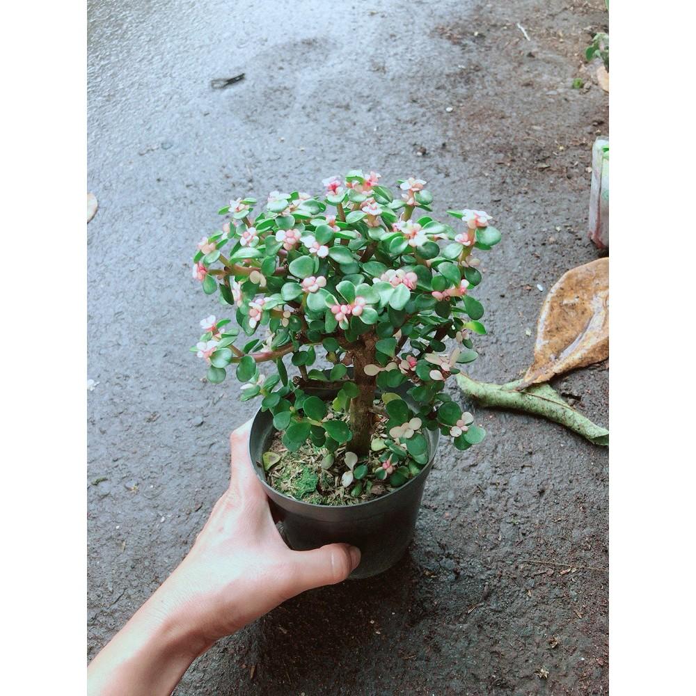 Đô La Thân Cổ Thụ