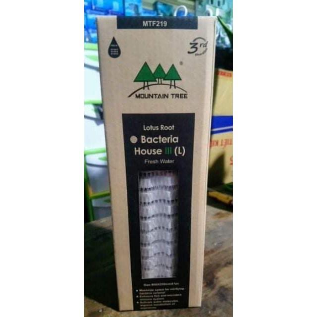 Sứ củ sen soắn ốc thế hệ 3 Mountain tree Root 3