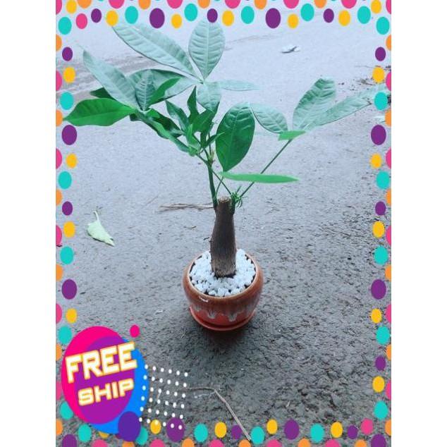 Chậu Kim Ngân 1 Thân