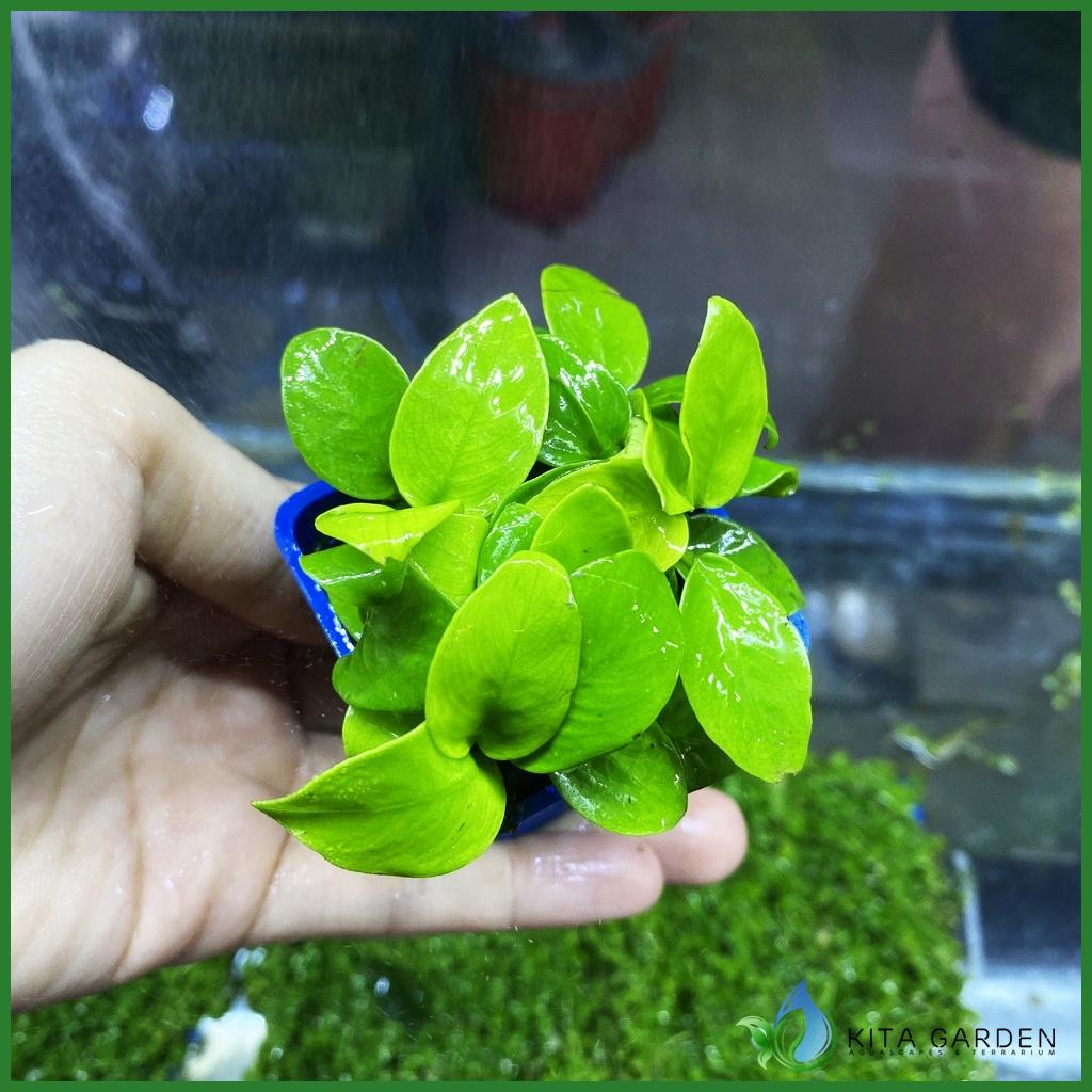 Cây Thủy Sinh Ráy Petite - Nana - Ráy Lá Vàng | Cây Thủy Sinh Không Cần Co2, Dễ Trồng