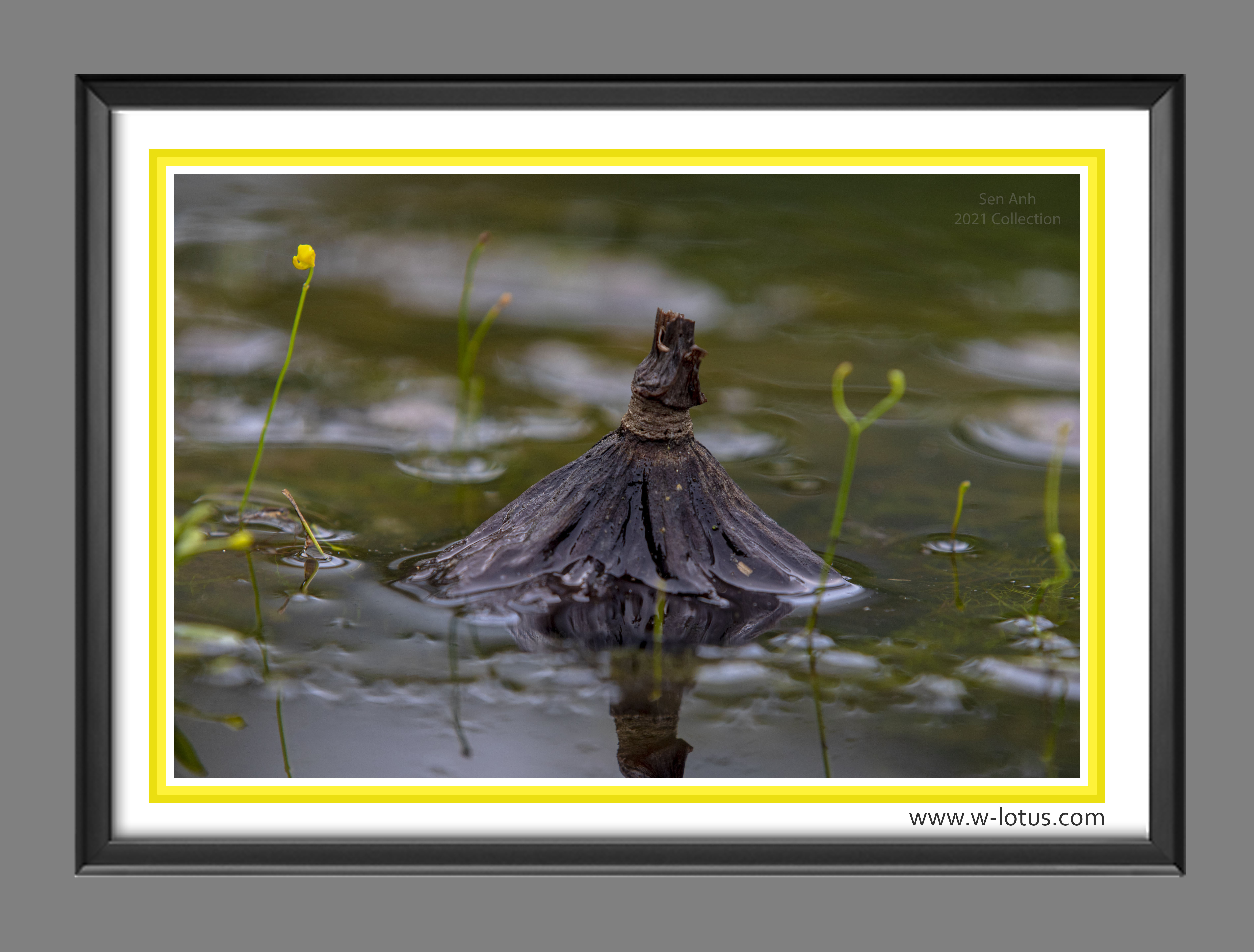 Tranh canvas hoa Sen treo phòng khách ST-00424