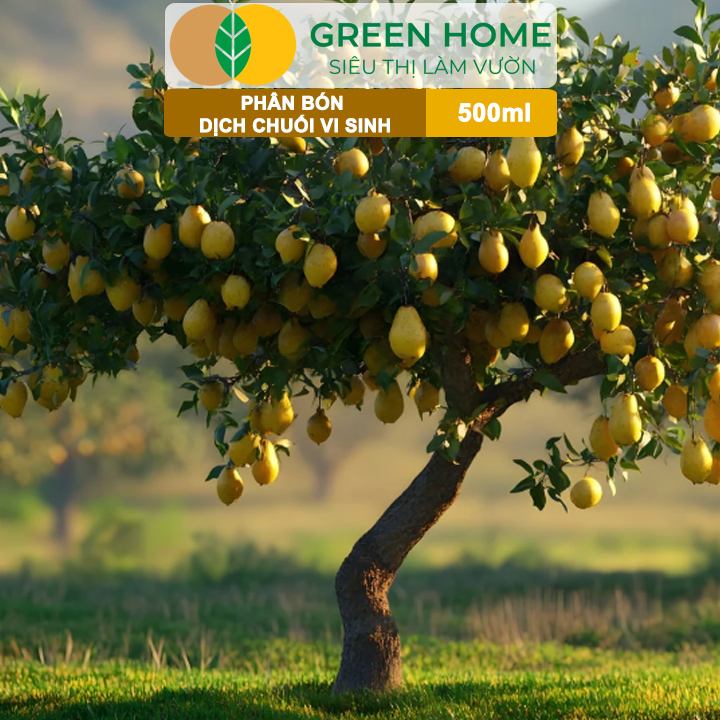 Dịch Chuối Vi Sinh HK GreenHome, Chai 500ml, Vàng Cơm, Tạo Ngọt, Ra Hoa, Bóng Trái, Đậu Trái Mạnh