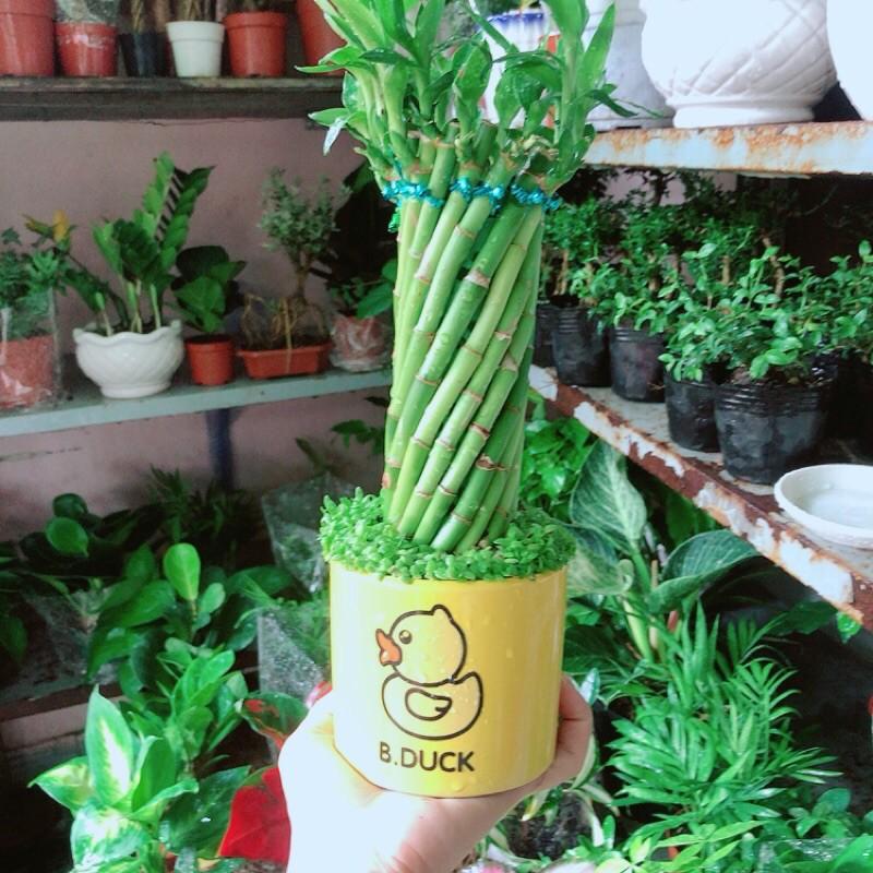 Chậu Trúc Phát Tài Xoắn