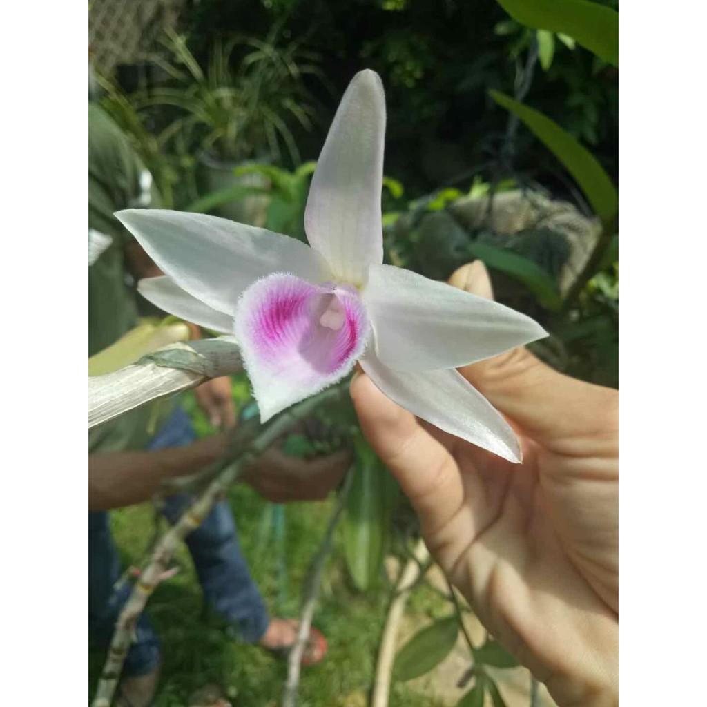 Phi điệp xước giống