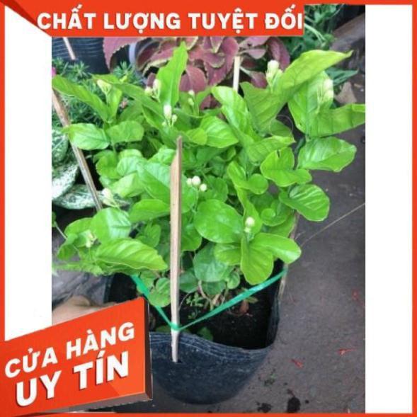 Chậu Hoa nhài