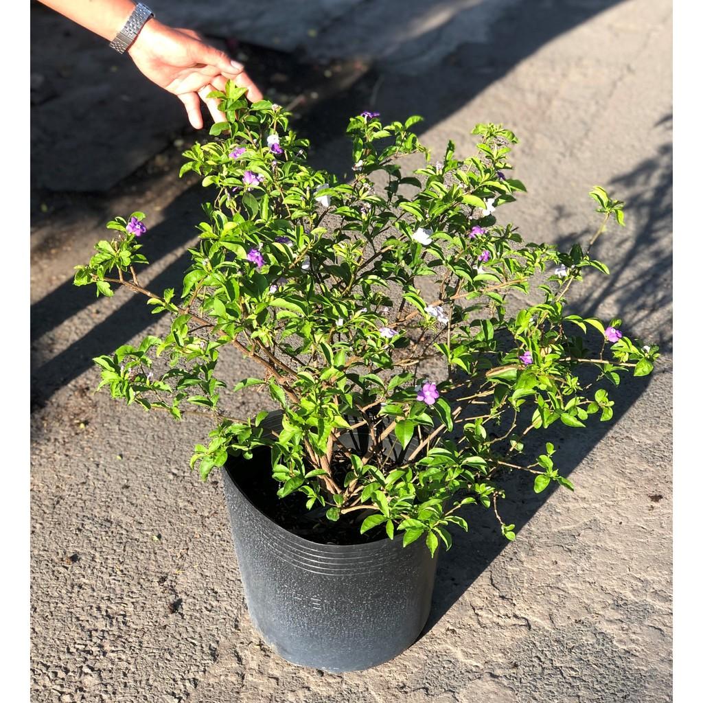 Cây hoa lài Nhật cao 90 - 100 cm