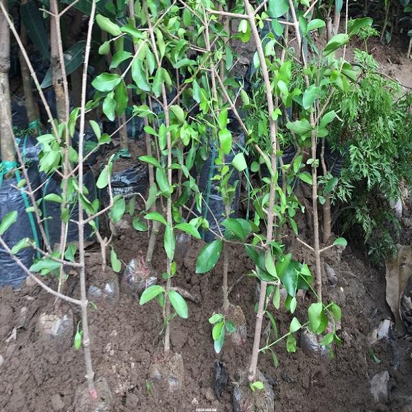 CÂY GIỐNG CÂY SƠ RI THÁI NGỌT- CÂY GIỐNG NHỎ