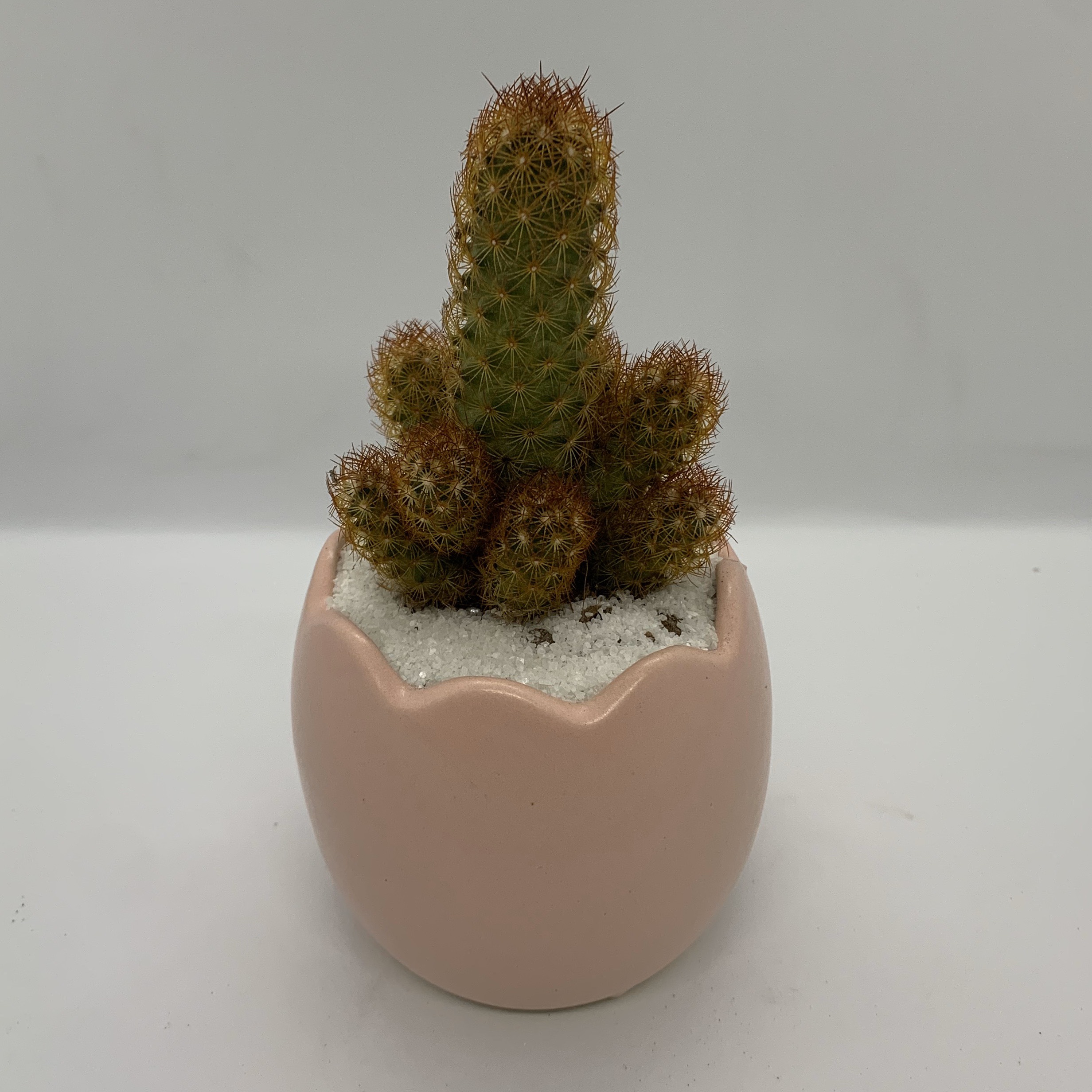 Chậu Sứ - 7x7x8 Cm - Mầu Hồng – Dáng Quả Trứng - Chậu Trồng Cây Mini, Cây Để Bàn, Tiểu Cảnh, Sen Đá & Xương Rồng