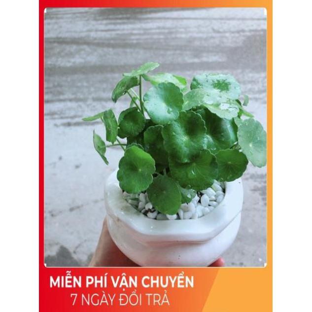 Chậu Cỏ Đồng Tiền