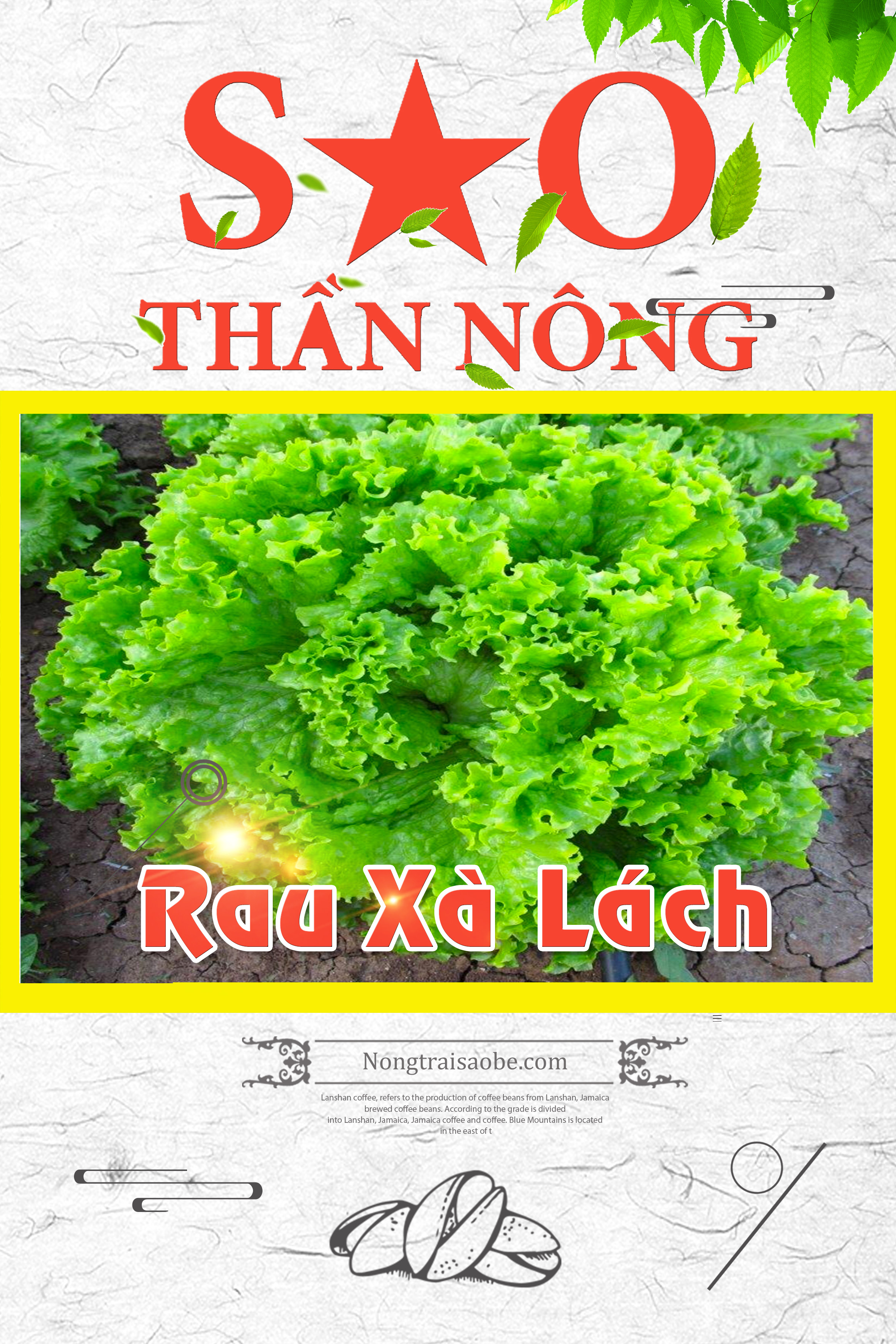 Hạt Giống Xà Lách Xoăn chịu nhiệt - Sao thần Nông