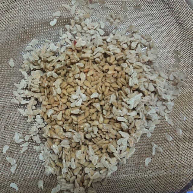 Xả981- Hạt giống bình bát dây đẹp chuẩn