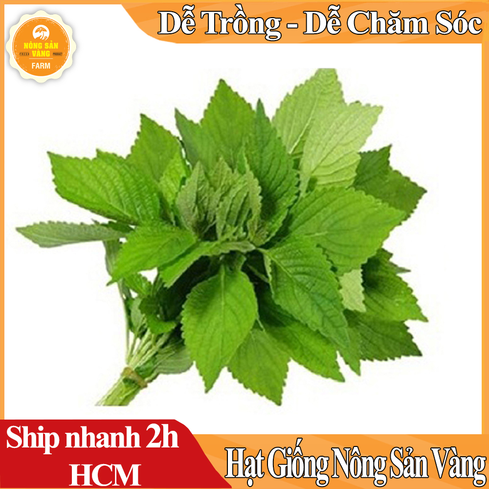 Hạt giống Cây Khương Giới (Kinh Giới) Sinh Trưởng Và Phát Triển Khỏe, Kháng Bệnh Cao (Gói 1 Gram) - Nông Sản Vàng