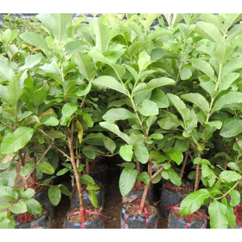 CÂY GIỐNG ỔI ĐỎ TRÂN CHÂU