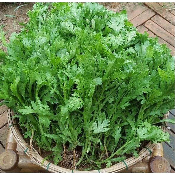 20gr hạt giống cải cúc tẻ cao sản