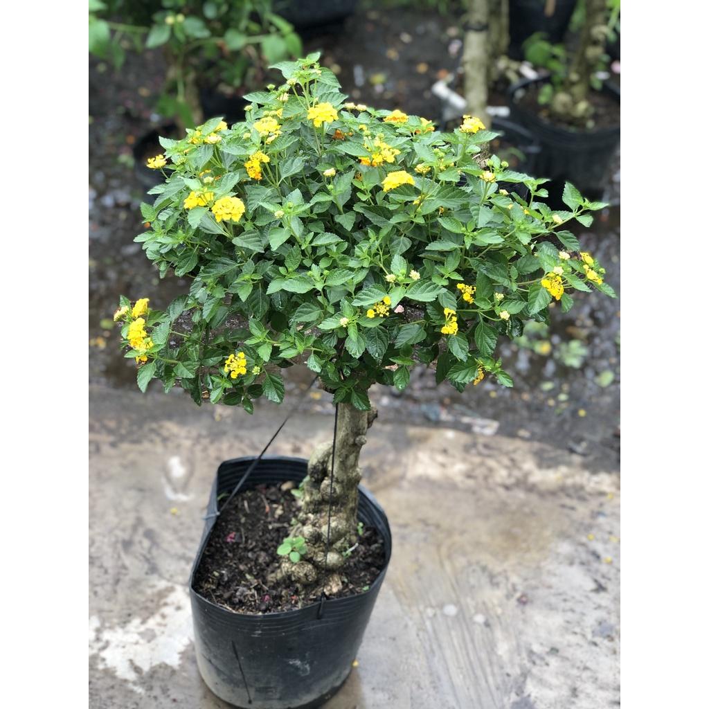 Chậu cây ngũ sắc hoa vàng ghép gốc bonsai