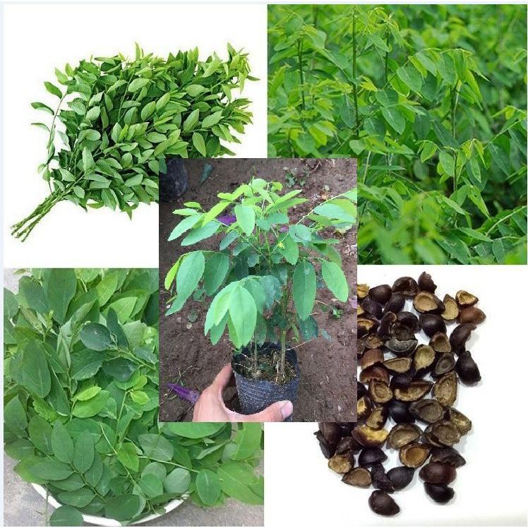 Hạt Giống Rau Ngót - gói 1gram