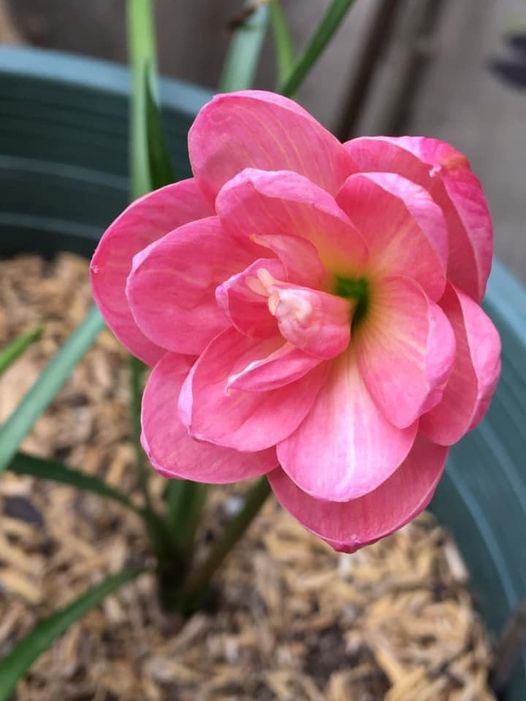 Củ huệ mưa Peony Pink