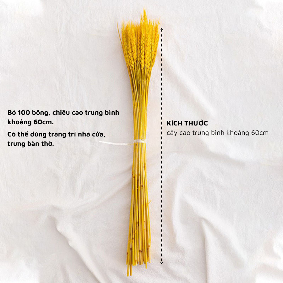 Combo 100 bông lúa mạch màu vàng decor trang trí tết 2024