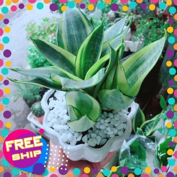 Chậu Lưỡi Hổ Thái Vàng