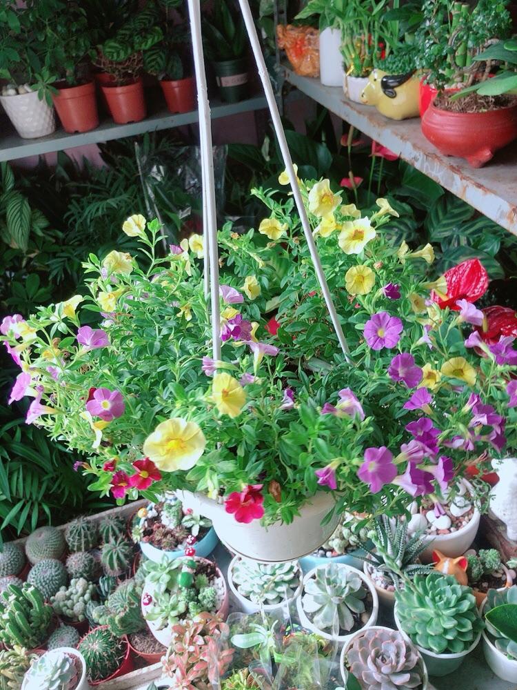 Chậu Cây Triệu Chuông