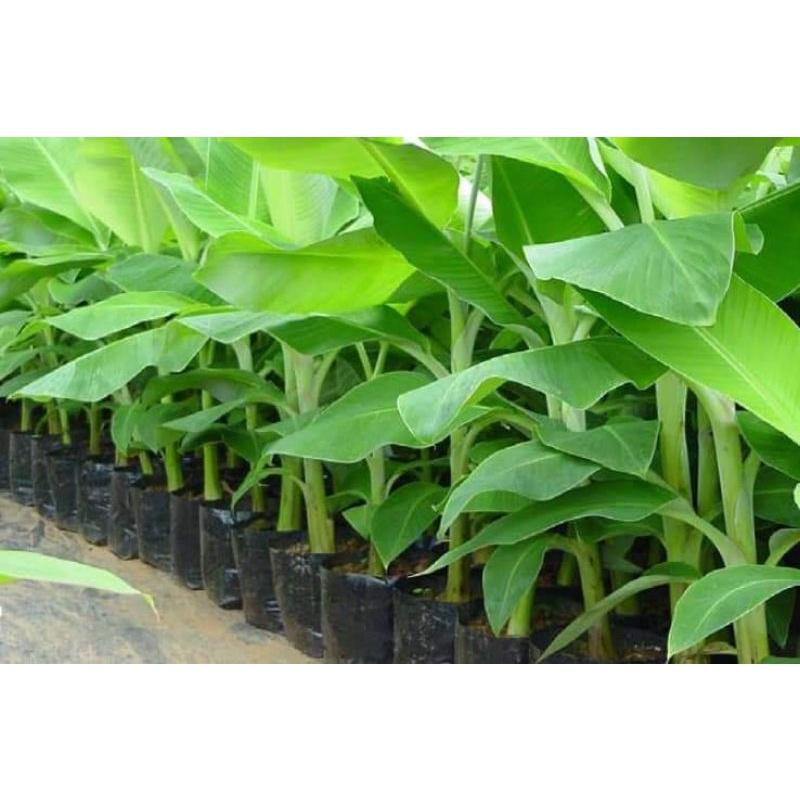 CÂY GIỐNG CHUỐI SÁP NGHỆ CẤY MÔ SIÊU SỚM