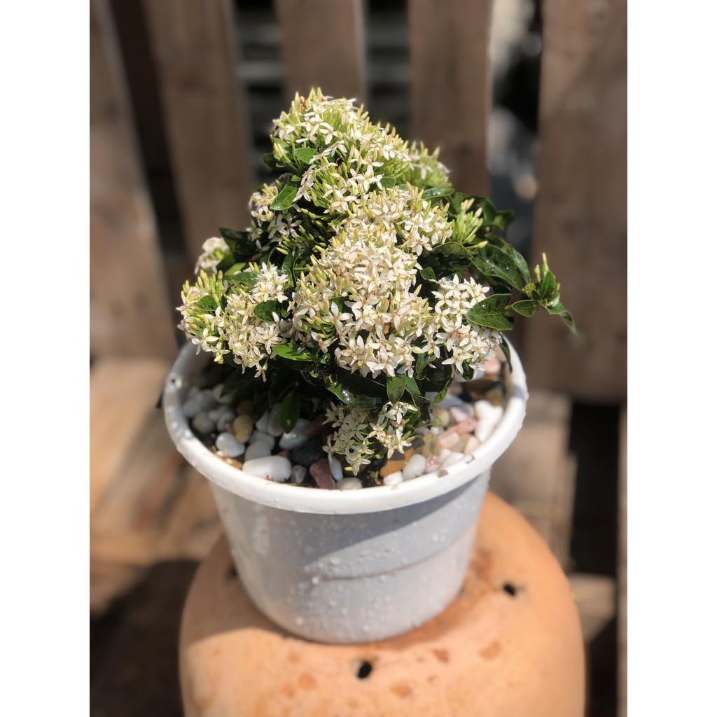 Chậu cây Trang Thái hoa màu trắng