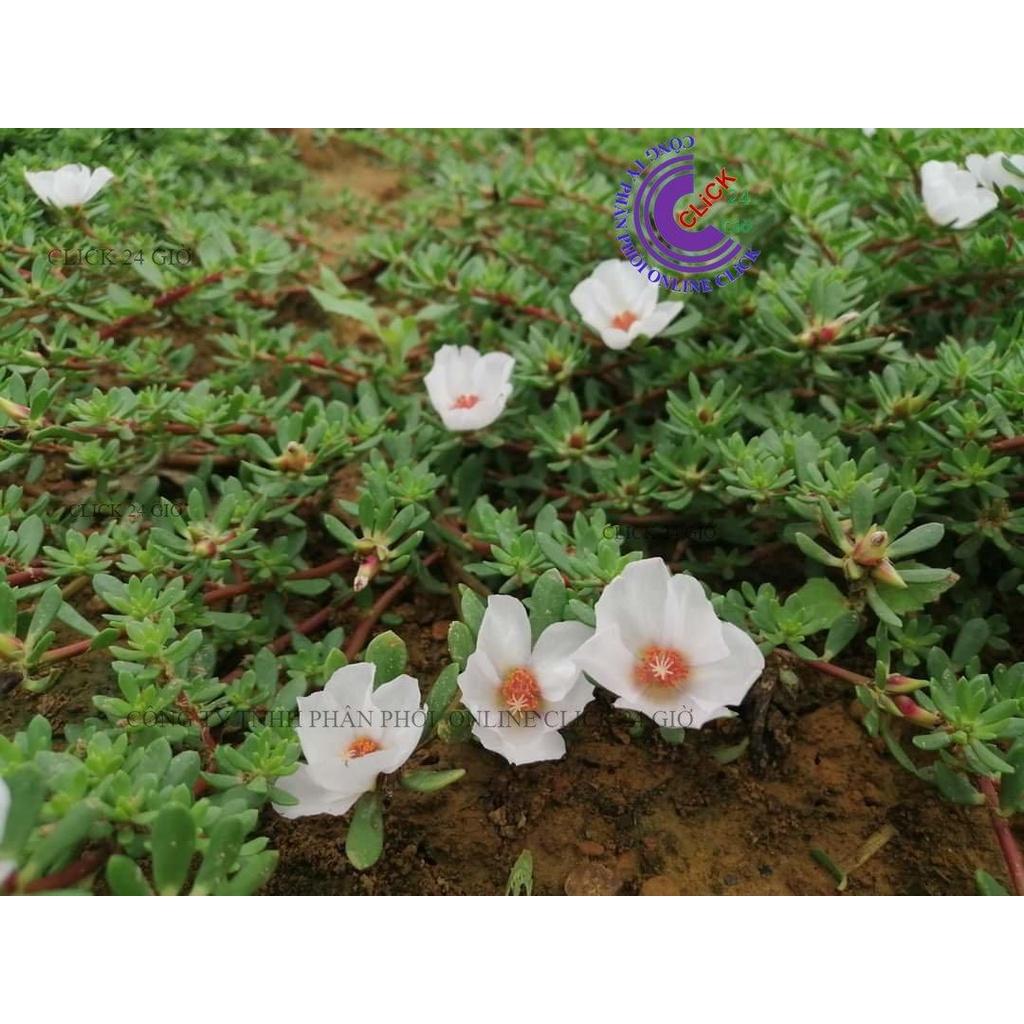500g Hoa Mười Giờ Sam Giọt Nước Giống Mới Lạ Mắt Tuyệt Đẹp Siêu Dễ Trồng GIA DỤNG THÔNG MINH PKM