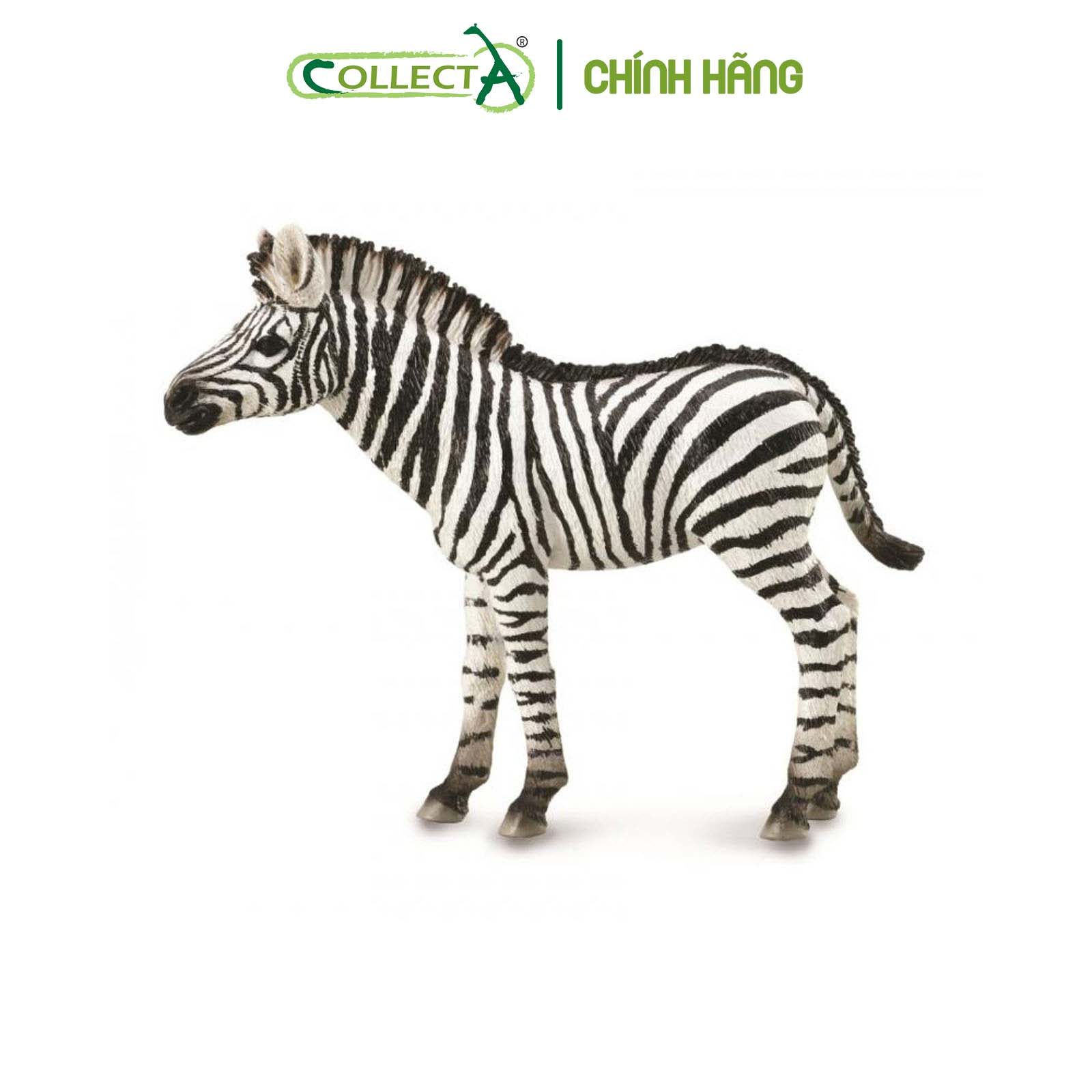 Mô hình thu nhỏ: Ngựa Vằn con - Zebra Foal , hiệu: CollectA, mã HS 9651071[88850] -  Chất liệu an toàn cho trẻ - Hàng chính hãng