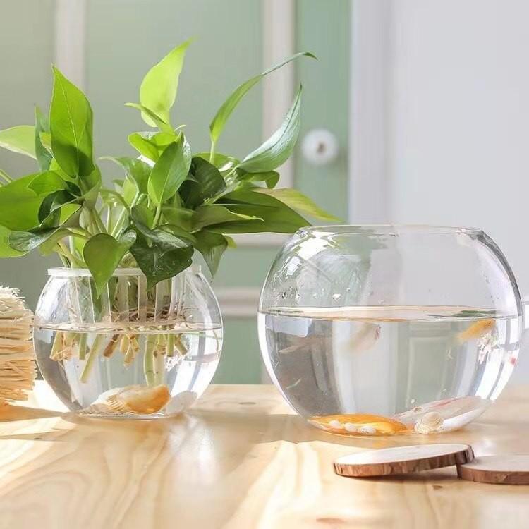 Bình Thủy Tinh tròn chuyên dùng trồng cây thủy sinh, thủy canh, bình nuôi cá để bàn