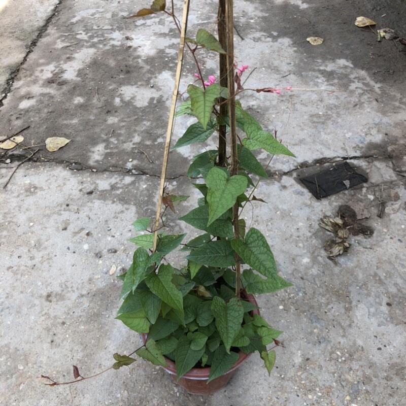 Cây hoa tigon size to, ngọn leo 40cm độ che phủ cực tốt thích nghi đủ loại thời tiết thích hợp làm cây leo giàn