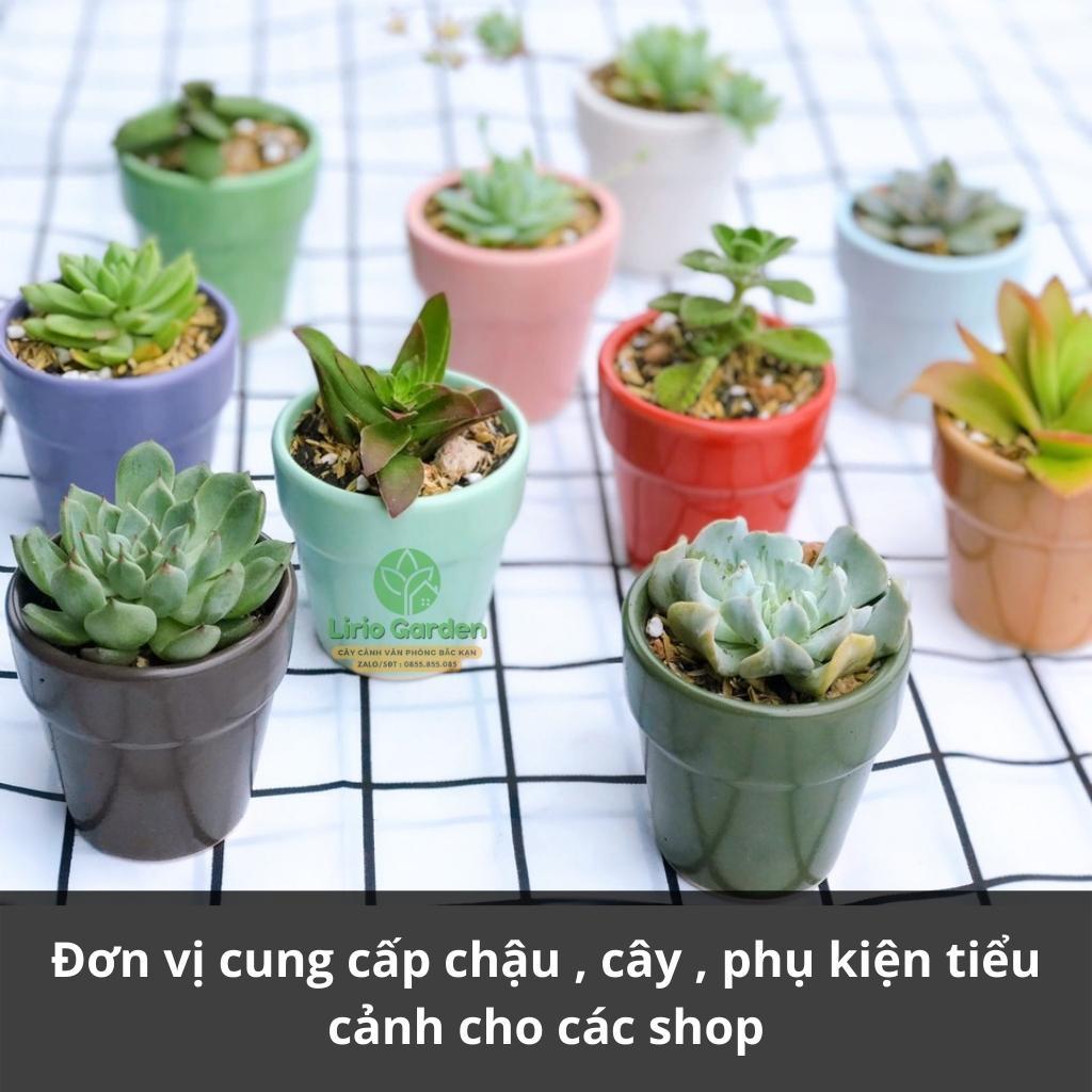 Cây sen đá kèm chậu 