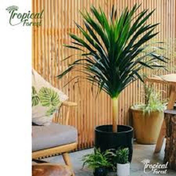 CHẬU CÂY PHÁT TÀI NÚI SIÊU ĐẸP