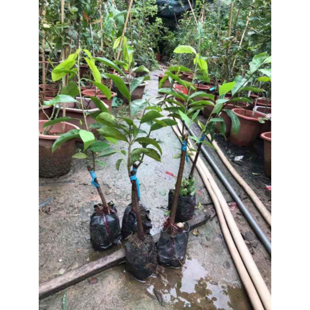 Cây giống Mãng Cầu Xiêm Thái