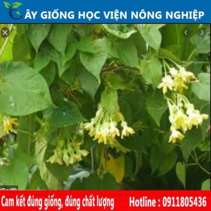 Sản phẩm Cây Ăn Trái giống cây thiên lý siêu hoa năng suất cao