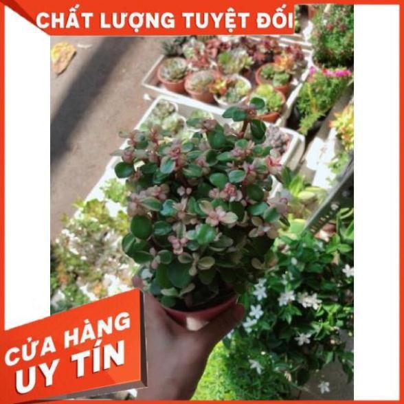 Sen đá đô la trắng