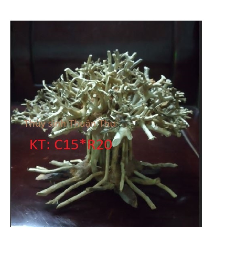 Lũa bonsai tai nấm 15*20 cho hồ thủy sinh
