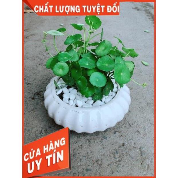 Chậu Cỏ Đồng Tiền