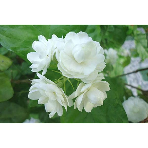 CÂY giống HOA NHÀI TÂY
