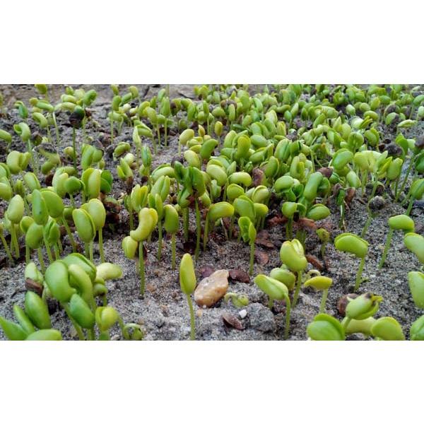 Hạt giống cây Sưa Đỏ KNS3694 - Gói 20 hạt