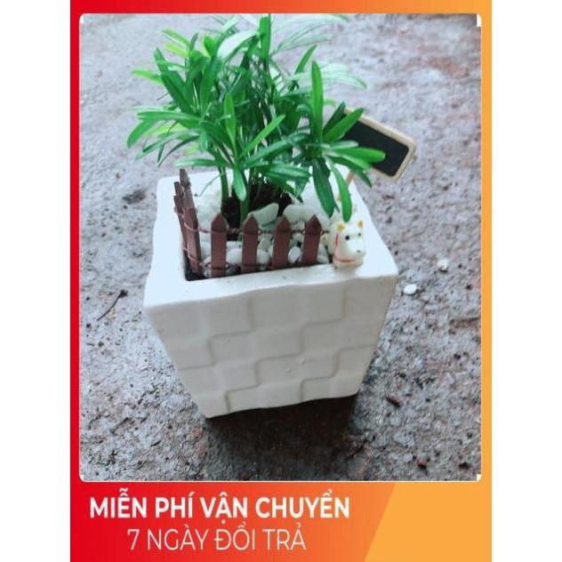 Chậu Tùng Vạn Niên